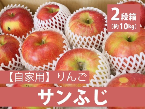 画像1: 【配送日指定不可！りんごが収穫出来たら発送！】オトクな自家用りんご　着日指定不可・送料無料！サンふじ約10kg (1)