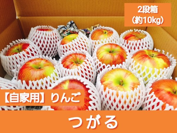 画像1: 【配送日指定不可！りんごが収穫出来たら発送！】オトクな自家用りんご　着日指定不可・送料無料！　サンつがる　約10kg (1)